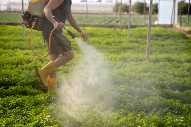 Best Affordable Pest Control Services  in Camp Verde, AZ