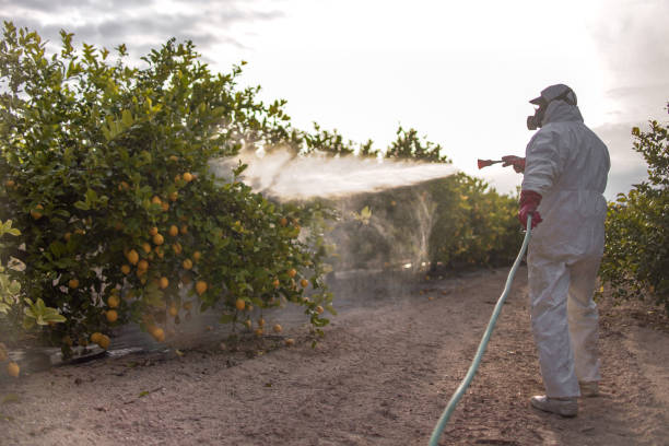 Pest Control for Restaurants in Camp Verde, AZ