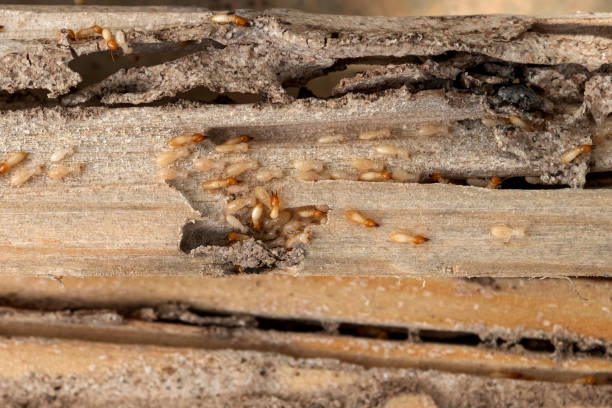 Best Pest Control for Restaurants  in Camp Verde, AZ