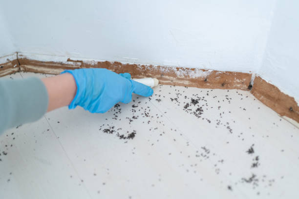 Best Pest Prevention Services  in Camp Verde, AZ