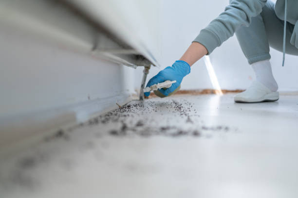 Best Residential Pest Control  in Camp Verde, AZ